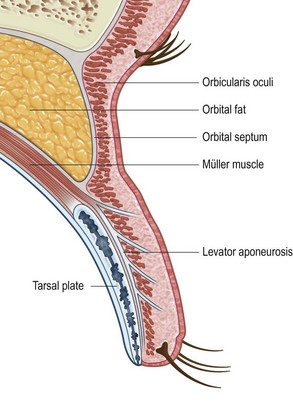 Western Eyelid anatomy